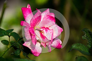 Soft focus beautiful rose with leaveÂ nature background, Thailand